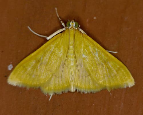 Loxomorpha flavidissimalis