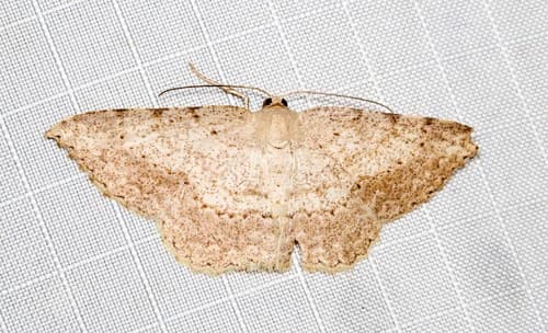 Luxiaria ochrophara