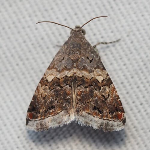 Luxurious Tripudia Moth