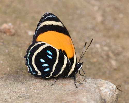 Orange-banded Longwing