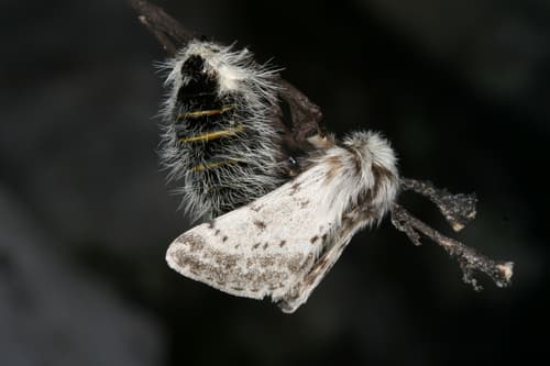 Alpine Brindled Moth
