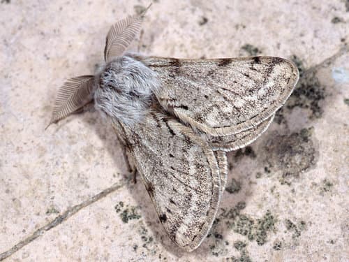 Florentine Brindled Beauty