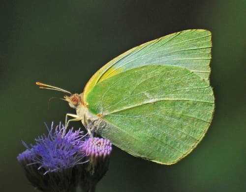 Lyside Sulphur