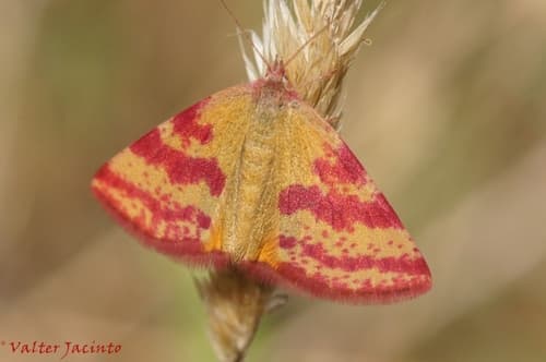 Blood-vein moth