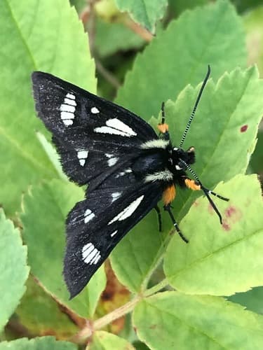 MacCulloch's Forester Moth