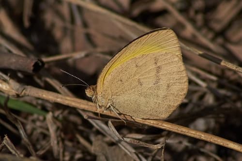 Macleay's Grass Yellow