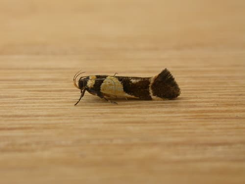 Macrobathra chrysotoxa