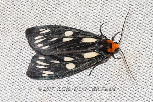 No widely accepted common name