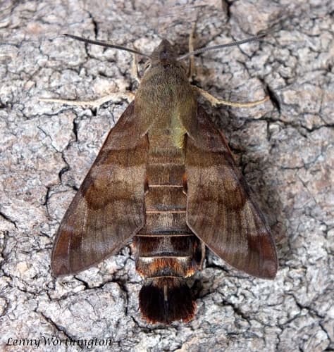 Green-striped Hummingbird Hawkmoth