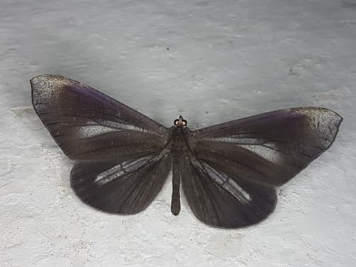 White-striped Butterfly-Moth