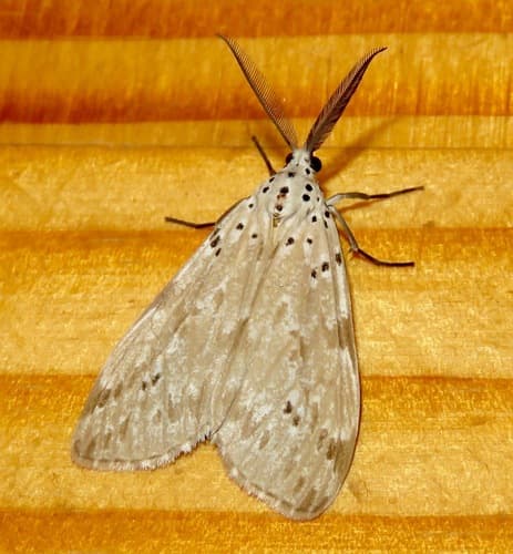 Madagascan fireweed moth