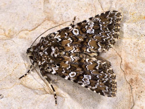 Magnol's lychnis moth
