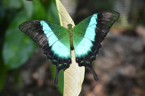 Malabar Banded Peacock Swallowtail