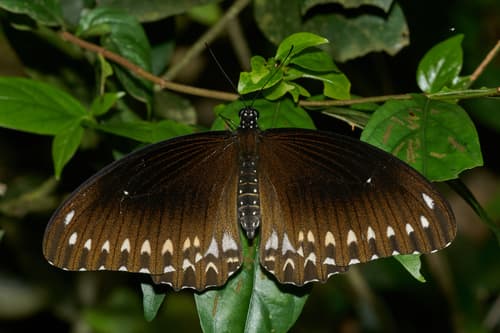 Malabar Raven Butterfly
