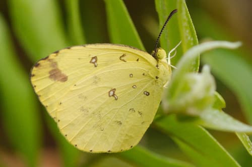 Malagasy Grass Yellow