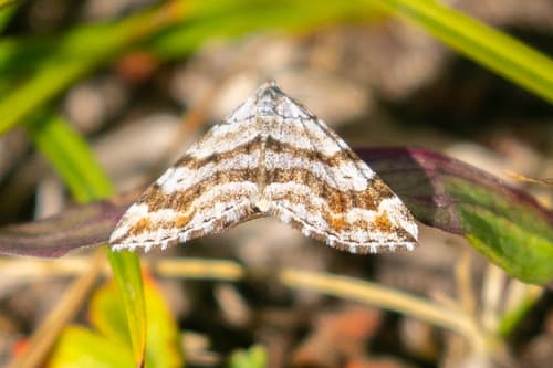 Manchester Treble-bar Moth
