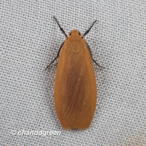 Manulea fuscodorsalis