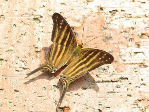 Many-banded Daggerwing
