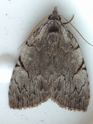 Many-dotted Appleworm Moth