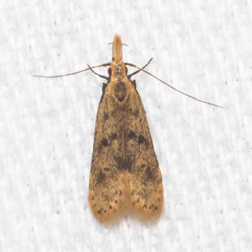 Many-spotted Dichomeris Moth