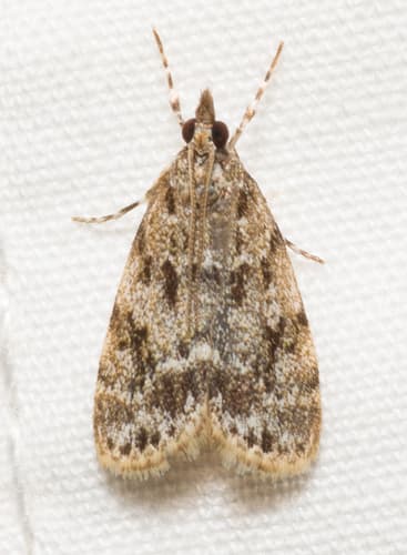 Many-spotted Scoparia Moth