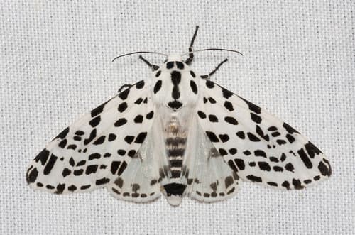 Many-spotted Tiger Moth