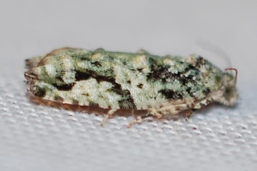 Maple Bud Borer Moth