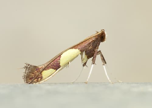 Maple Caloptilia Moth