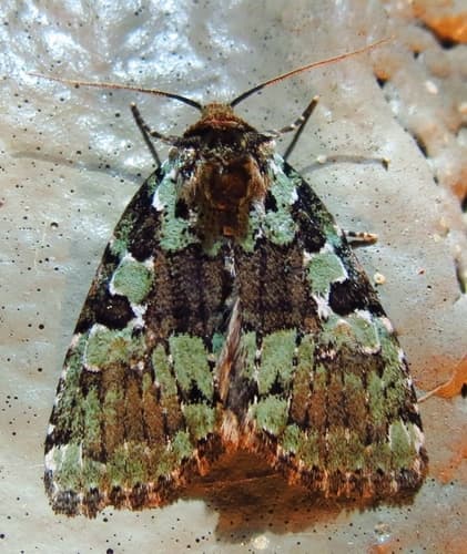 Marbled-green Leuconycta Moth