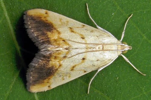 Marbled Yellow Pearl