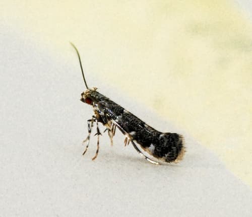 Smilax Leafminer Moth