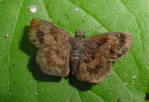 Mazans Scallopwing