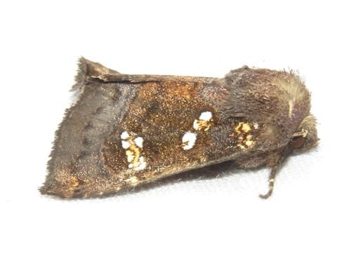 Meadow Rue Borer Moth