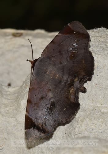 No widely recognized common name