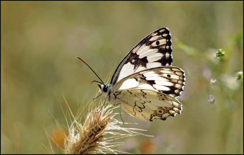 Mediterranean Marbled White