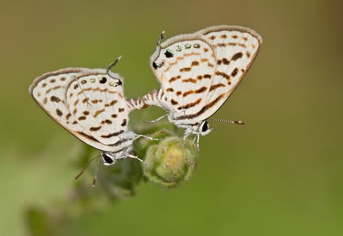 Mediterranean Pierrot