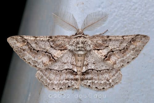 Megabiston plumosaria