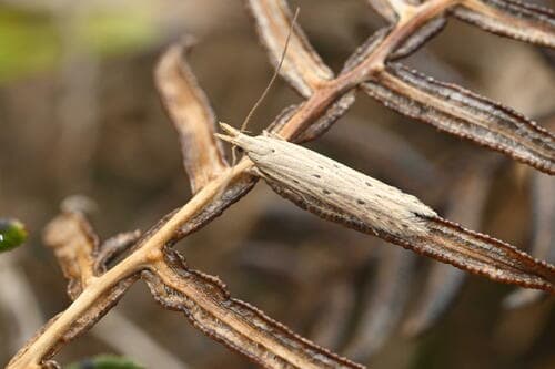 Megacraspedus calamogonus