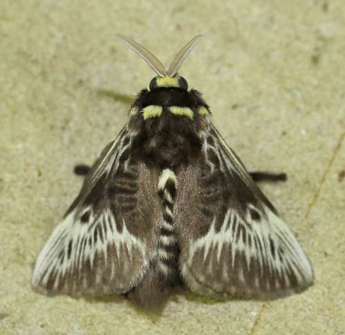 White-necked Flannel Moth