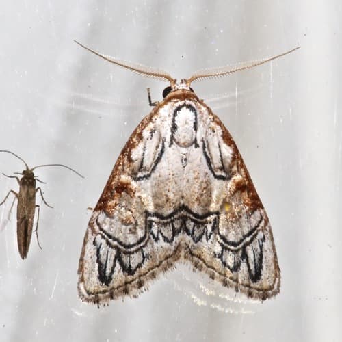 Meganola bifiliferata