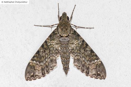 Meganoton nyctiphanes