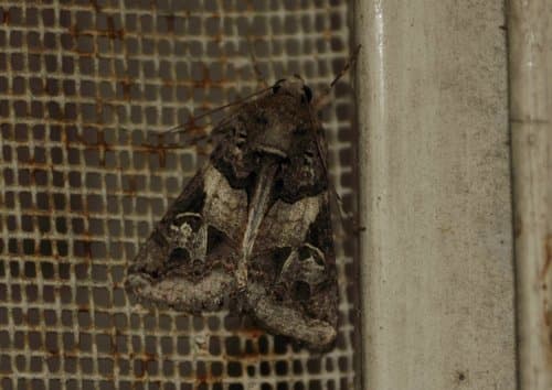 Melipotis agrotoides