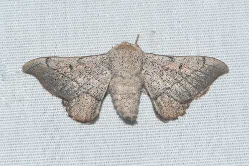 Melsheimer's Sack Bearer