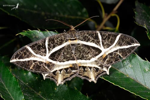 Mesastrape fulguraria