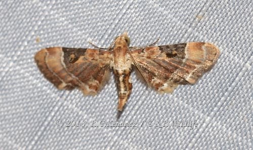 Mesoptila melanolopha