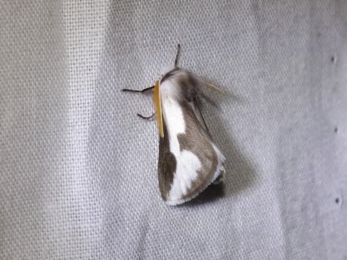 Mesquite Stinger Moth