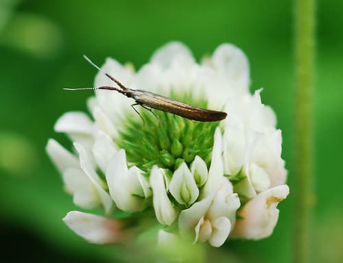 Metallic Coleophora Moth