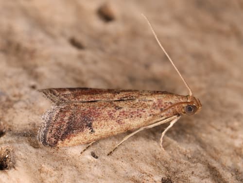 Metallostichodes nigrocyanella