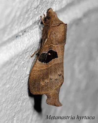 Hyrtaca Lappet Moth