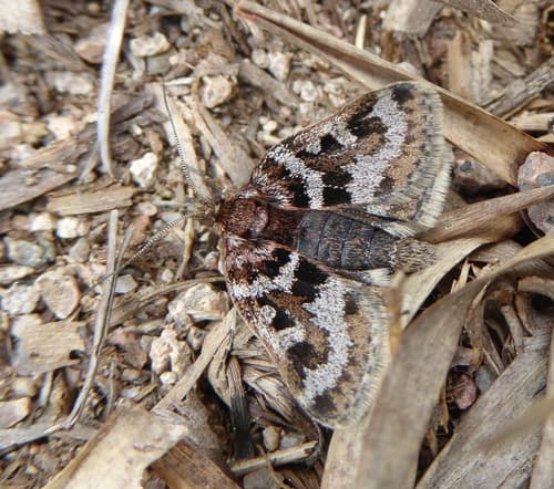 Schrank's Metaxmeste